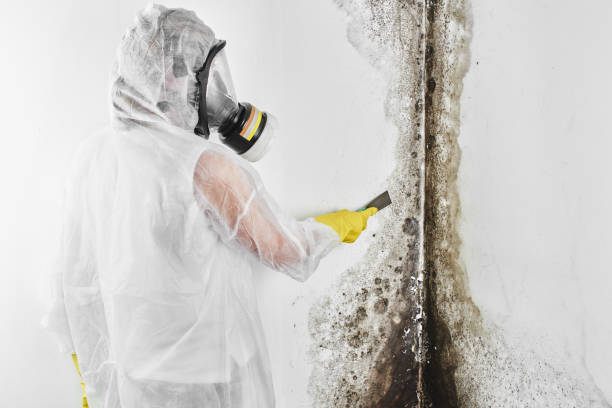 Mold Odor Removal Services in Santa Clara, NM