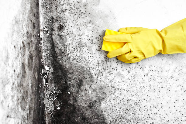 Mold Remediation for Rental Properties in Santa Clara, NM